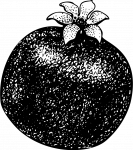 pomegrantes